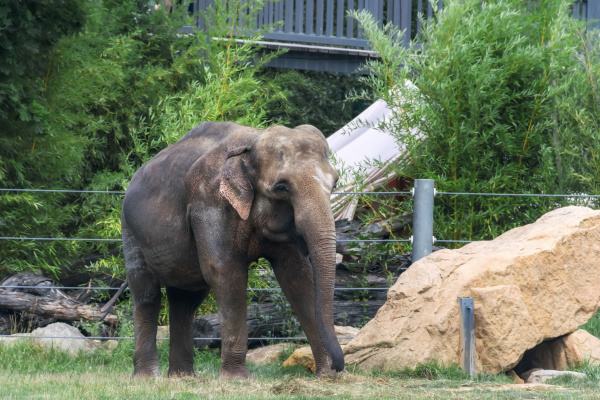 史密森尼國家動物園